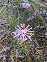 Petrophile linearis