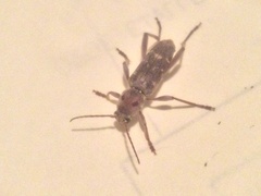 Xylotrechus stebbingi