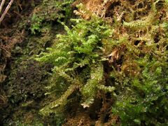 Plagiochila