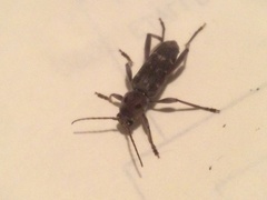 Xylotrechus stebbingi