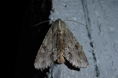 Ichneutica ustistriga