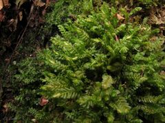 Plagiochila
