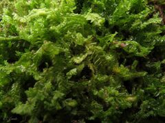 Plagiochila