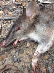 Perameles nasuta