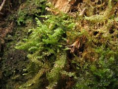 Plagiochila
