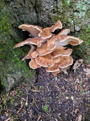 Fungi