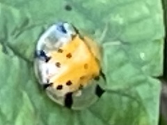 Aspidimorpha miliaris