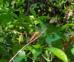 Orchithemis pulcherrima