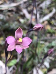 Thelymitra luteocilium