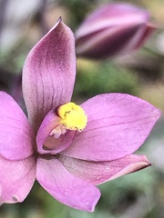 Thelymitra luteocilium