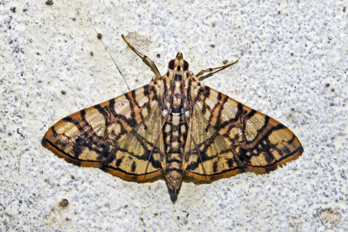 Glyphodes caesalis Walker, 1859