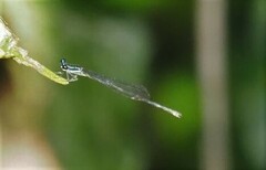 Prodasineura collaris