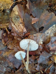 Mycena zephirus