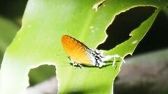 Eooxylides tharis distanti