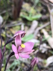 Thelymitra luteocilium