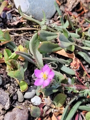 Spergularia