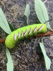 Sphinx ligustri