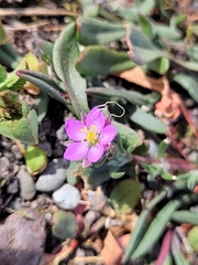 Spergularia