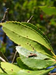 Arachnocephalus vestitus