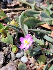 Spergularia