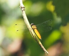 Orchithemis pulcherrima