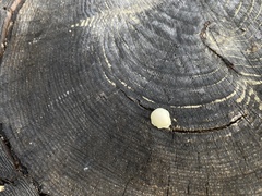Reticularia