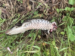 Tiliqua scincoides
