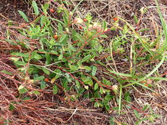 Hermannia salviifolia