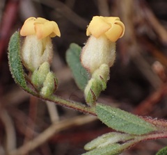 Hermannia salviifolia