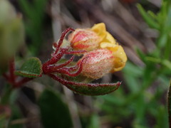 Hermannia salviifolia