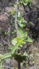 Vangueria parvifolia