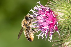 Megachile ligniseca