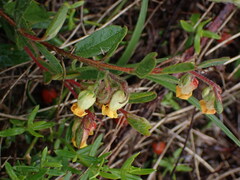 Hermannia salviifolia