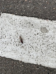 Forficula auricularia