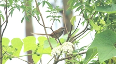 Prinia khasiana