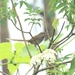 Black-throated Prinia (Rufous-Crowned) - Photo (c) Von Fabian B, some rights reserved (CC BY-NC), uploaded by Von Fabian B