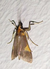 Ulopeza conigeralis