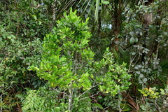 Atractocarpus