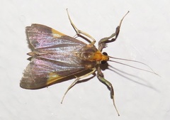 Ulopeza conigeralis