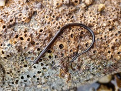 Nerophis lumbriciformis