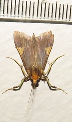 Ulopeza conigeralis