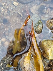 Gaidropsaridae