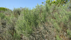 Dicerothamnus rhinocerotis