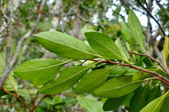 Atractocarpus