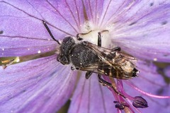 Coelioxys