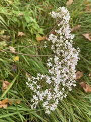 Valeriana officinalis
