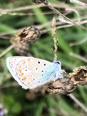 Polyommatus bellargus
