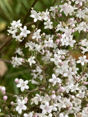 Valeriana officinalis