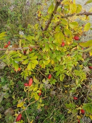 Rosa rubiginosa