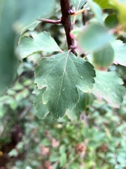 Spiraea chamaedryfolia